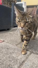 Boerderij kat gratis, Dieren en Toebehoren, Katten en Kittens | Overige Katten, Poes, Kortharig, 0 tot 2 jaar