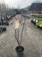 Acer Oranje Lace Struik - Sierlijke Japanse Esdoorn, Ophalen, Esdoorn, Struik, 100 tot 250 cm