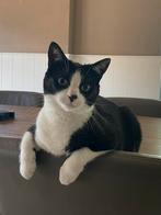 Te koop: lieve aanhankelijke gesteriliseerde poes, Dieren en Toebehoren, Katten en Kittens | Overige Katten, Poes, Kortharig, 0 tot 2 jaar