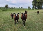 Zwartbles rammen te koop van stamboekfokker, Dieren en Toebehoren, Schapen, Geiten en Varkens, Meerdere dieren, Schaap, 0 tot 2 jaar