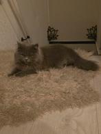 Kat  britse langhaar, Dieren en Toebehoren, Katten en Kittens | Raskatten | Korthaar