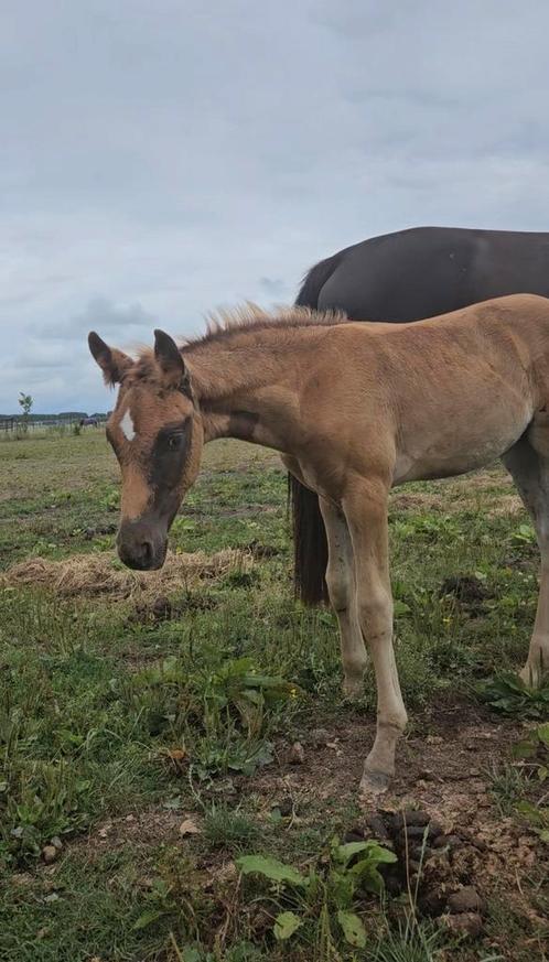 Gezocht: Opfok merrieveulen Amsterdam, Dieren en Toebehoren, Stalling en Weidegang, Opfok