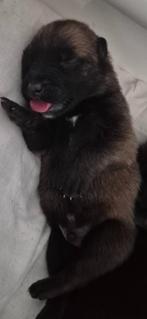 Mechelse herderpups, Dieren en Toebehoren, België, Particulier, 8 tot 15 weken, Teef