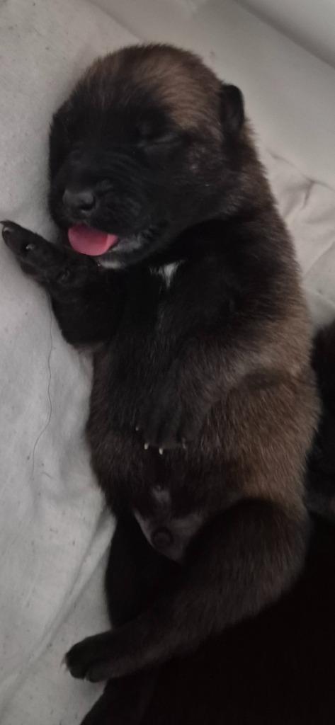 Mechelse herderpups, Dieren en Toebehoren, Honden | Herdershonden en Veedrijvers, Teef, Herder, Particulier, Meerdere, België
