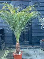 dwergdadelpalm 🌴 Phoenix roebelenii hoogte 180 cm, Ophalen, Volle zon, Overige soorten, 100 tot 250 cm