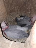 Jong rosé kaketoe te koop, Dieren en Toebehoren, Vogels | Parkieten en Papegaaien, Mannelijk, Papegaai, Geringd