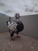 Zwartbonte kingduif Doffer tt kwaliteit tt waardig kingduive, Dieren en Toebehoren, Mannelijk, Postduif