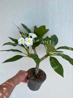 Plumeria, Frangipani, fraaie plant vol knoppen. Nr.6, Ophalen of Verzenden, Overige soorten, Minder dan 100 cm