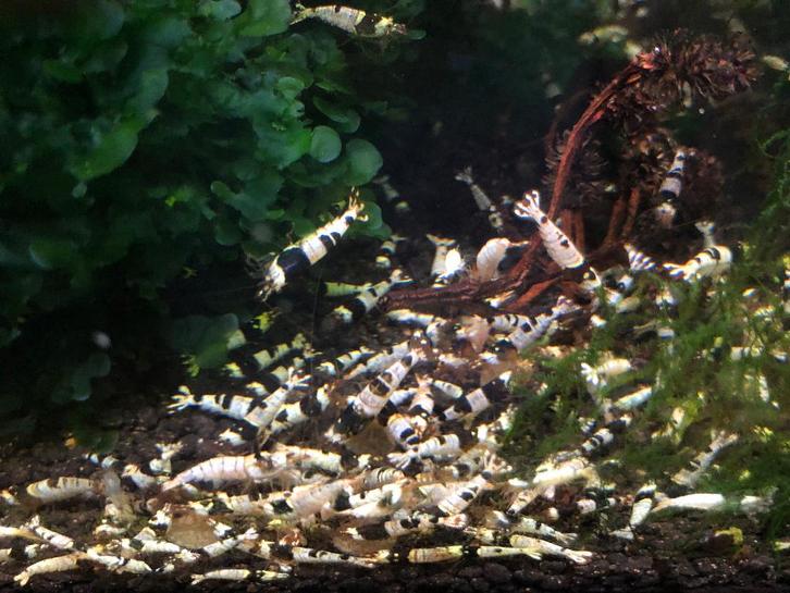 Crystal Black garnaaltjes (A-gradatie en hoger), Dieren en Toebehoren, Vissen | Aquariumvissen, Zoetwatervis, Kreeft, Krab of Garnaal