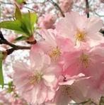 Prunus Autumnalis Rosea - Japanse sierkers op stam, Tuin en Terras, Planten | Bomen, Winter, 100 tot 250 cm, Volle zon, In pot