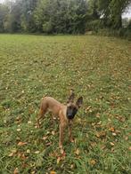 Mooie, charismatische Mechelse herder reu van 7 maanden, Dieren en Toebehoren, Honden | Herdershonden en Veedrijvers, Rabiës (hondsdolheid)