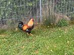 Te koop 2 mooi jonge hanen, Dieren en Toebehoren, Pluimvee, Mannelijk, Kip