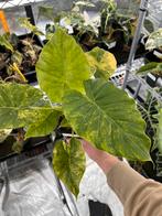 Alocasia Odora 'California' Aurea Variegata knollen, Huis en Inrichting, Kamerplanten, Overige soorten, In pot, Minder dan 100 cm