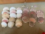 Verzameling Jacobs schelpen, Ophalen, Schelp(en)