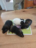 cavia, Dieren en Toebehoren, Knaagdieren, Juli, Vrouwelijk, Cavia