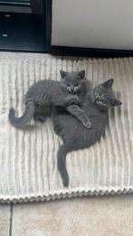 Britse korthaar kittens, Dieren en Toebehoren, Poes, Gechipt, 0 tot 2 jaar