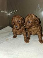 Prachtige abrikoos rode toy poedel pups, Dieren en Toebehoren, Poedel, Rabiës (hondsdolheid), 8 tot 15 weken, Teef