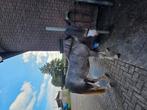 Verzorgpony aangeboden, Dieren en Toebehoren, Ophalen of Verzenden
