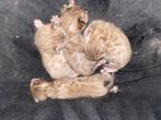 Bengaal kittens, Dieren en Toebehoren, Katten en Kittens | Raskatten | Korthaar, Meerdere dieren, Met stamboom, 0 tot 2 jaar