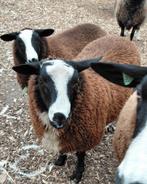 Jonge rammen, dekrammen, Mannelijk, Schaap