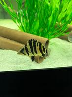 Datnioides sumatra tijgerbaars, Dieren en Toebehoren, Vis, Zoetwatervis, Schoolvis