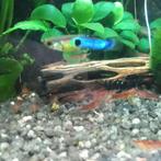 Endler Guppen – Japan Blue, Vis, Zoetwatervis