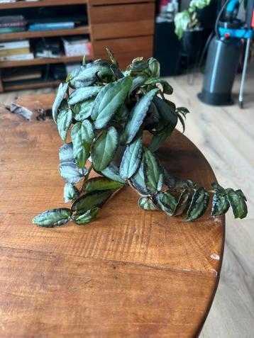 Begonia pellionia repens vol plantje beschikbaar voor biedingen