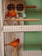 Kanarie, Dieren en Toebehoren, Vogels | Kanaries, Mannelijk, Kleurkanarie