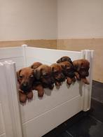 Rhodesian Ridgeback puppy's - stamboom - beschikbaar 17 juni, Dieren en Toebehoren, Honden | Beagles, Bassets en Lopende honden