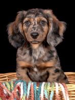 Standaard Merle teckel, Dieren en Toebehoren, Honden | Teckels en Dashonden, Standaard, Rabiës (hondsdolheid), Reu, Langhaar