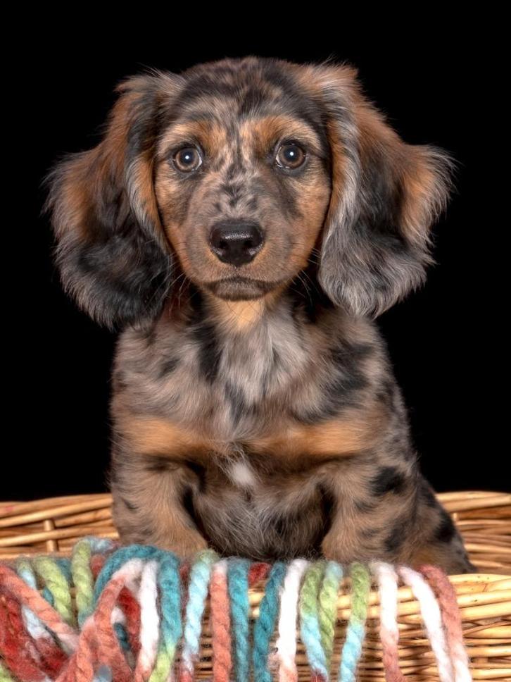 Standaard Merle teckel, Dieren en Toebehoren, Honden | Teckels en Dashonden, Reu, Langhaar, Standaard, Particulier, Eén hond, Nederland