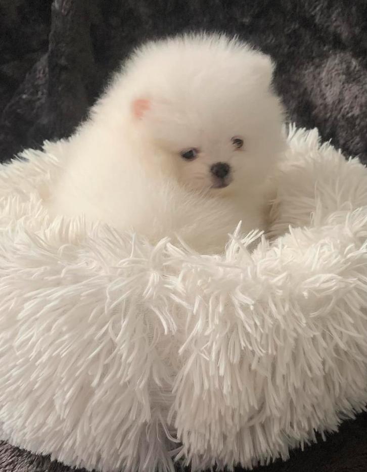 Pomeriaan 100% Pup/Puppy Teef NL Nest, Dieren en Toebehoren, Honden | Poolhonden, Keeshonden en Oertypen, Teef, Keeshond, Particulier