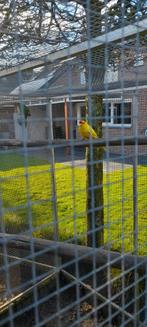 Kakariki, Dieren en Toebehoren, Vogels | Parkieten en Papegaaien, Meerdere dieren, Parkiet