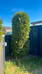 Gratis grote conifeer zelf verwijderen, Tuin en Terras, Ophalen, Bloeit niet, Halfschaduw, Overige soorten