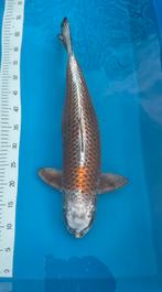 Kogane ochiba, Karper of Koi