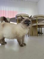 Ragdoll (fok)poes Blue Point – met stamboom, Dieren en Toebehoren, Poes, Gechipt