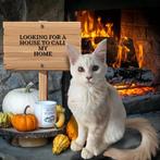 Maine Coons kittens met stamboom -laatste poesje, Dieren en Toebehoren, Katten en Kittens | Raskatten | Langhaar, Meerdere dieren