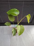 Monstera variegata, Huis en Inrichting, Kamerplanten, Ophalen of Verzenden, Overige soorten, Minder dan 100 cm