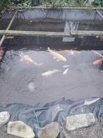 Shubunkin, Dieren en Toebehoren, Vissen | Vijvervissen, Overige soorten