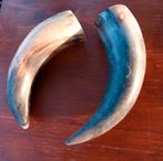 2x mooie Koeien hoorns., Ophalen of Verzenden