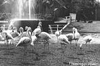 952533	Rhenen	Utr 1942 Ouwehands Dierenpark Utr	dierentuin Z, Ophalen of Verzenden, 1940 tot 1960, Gelopen, Utrecht