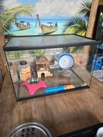 Glazen kooi voor hamster/gerbill/muizen 60x40 met toebehoren, Overige typen, Minder dan 75 cm, Zo goed als nieuw, Hamster