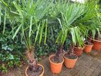 Palmbomen Trachcarpus fortunei 30/40, Tuin en Terras, Planten | Tuinplanten, Ophalen of Verzenden, Overige soorten