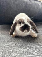 Dwerghangoor voedster, Dieren en Toebehoren, Konijnen, Vrouwelijk, Dwerg