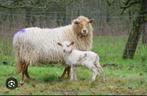 Gezocht koppel schapen, Meerdere dieren, Schaap