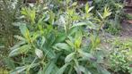 Lactuca virosa - Gifsla zaden, Ophalen of Verzenden, Voorjaar, Zaad, Volle zon