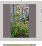 Gratis kerstboom, Ophalen, Zomer, Volle zon