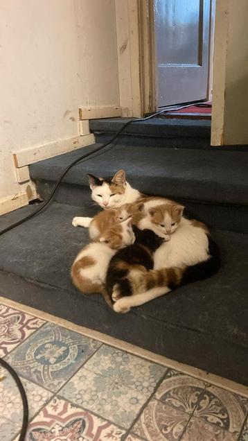 4  super lieve kittens ️️️ nog een over! beschikbaar voor biedingen