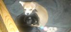 Pomchi pups, Overige rassen, 8 tot 15 weken, Meerdere, Meerdere dieren