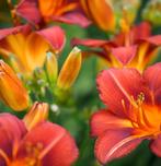 Lelies oranje/rood, Tuin en Terras, Planten | Tuinplanten, Volle zon, Eenjarig, Zomer, Ophalen